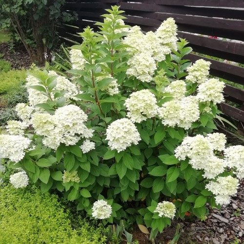 Hydrangea paniculata 'Little Lime' - Aedhortensia 'Little Lime' C2/2L